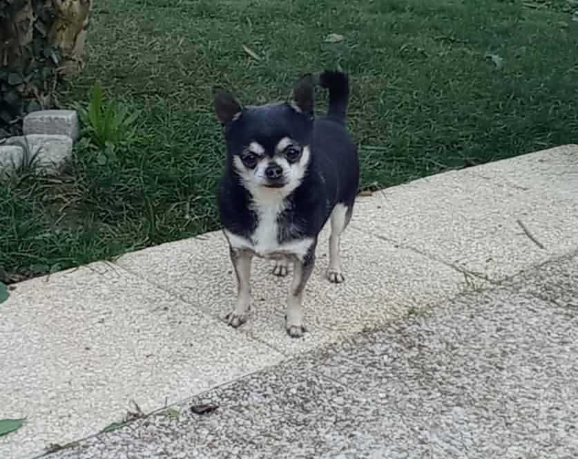 lazlo Du Domaine De Lomont